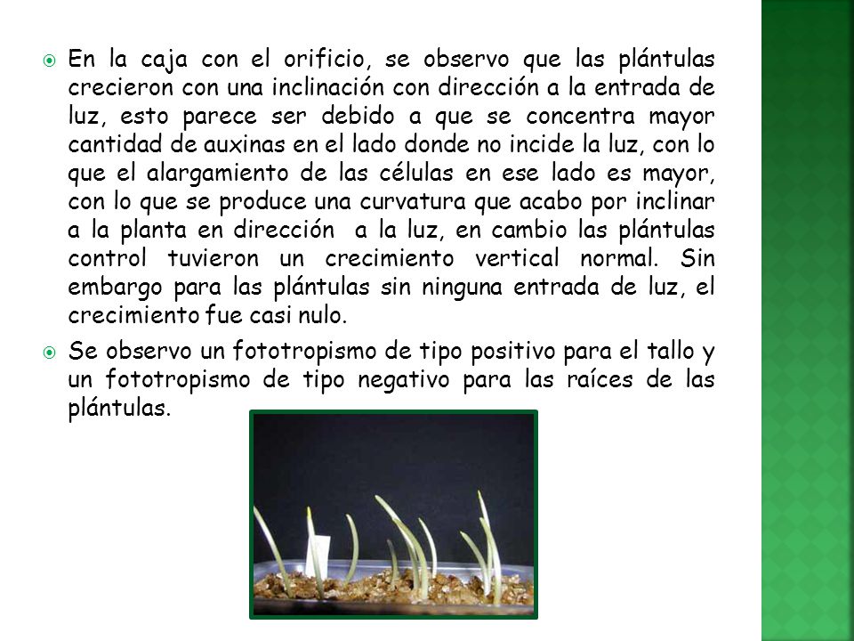 En la caja con el orificio, se observo que las plántulas crecieron con una inclinación con dirección a la entrada de luz, esto parece ser debido a que se concentra mayor cantidad de auxinas en el lado donde no incide la luz, con lo que el alargamiento de las células en ese lado es mayor, con lo que se produce una curvatura que acabo por inclinar a la planta en dirección a la luz, en cambio las plántulas control tuvieron un crecimiento vertical normal. Sin embargo para las plántulas sin ninguna entrada de luz, el crecimiento fue casi nulo.