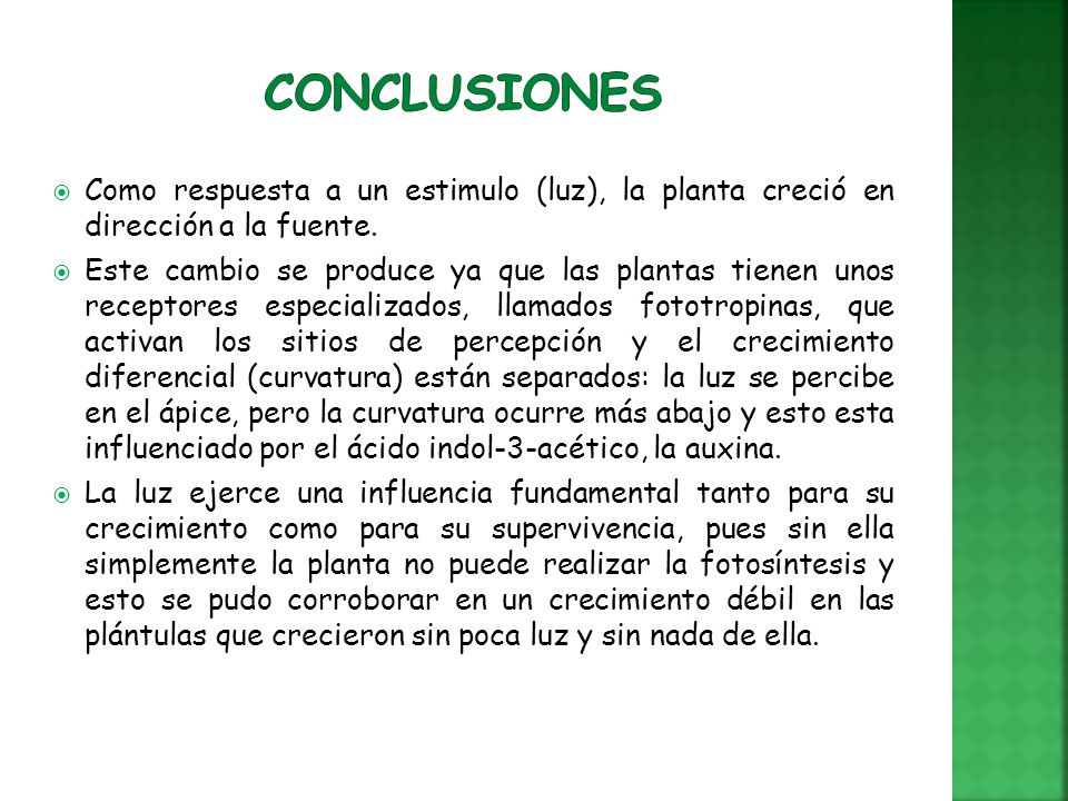 Conclusiones Como respuesta a un estimulo (luz), la planta creció en dirección a la fuente.