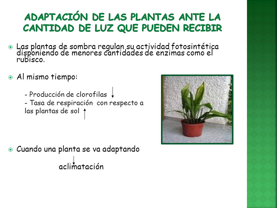 adaptación DE LAS PLANTAS ANTE la cantidad de luz que pueden recibir