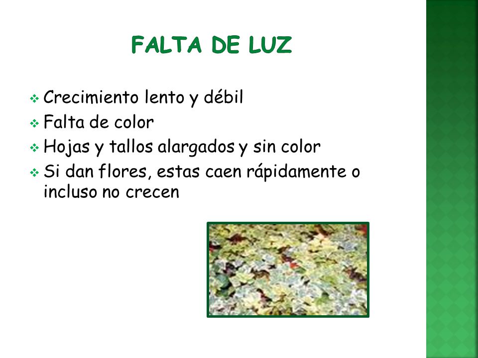 Falta de luz Crecimiento lento y débil Falta de color