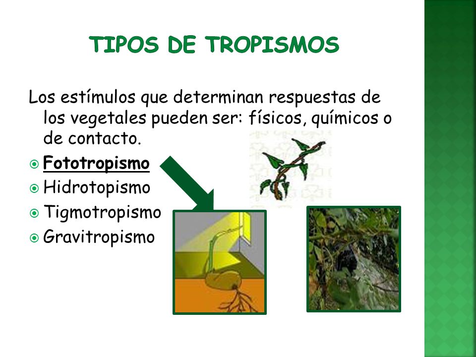 Tipos de tropismos Los estímulos que determinan respuestas de los vegetales pueden ser: físicos, químicos o de contacto.