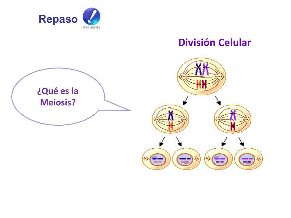 Repaso División Celular ¿Qué es la Meiosis