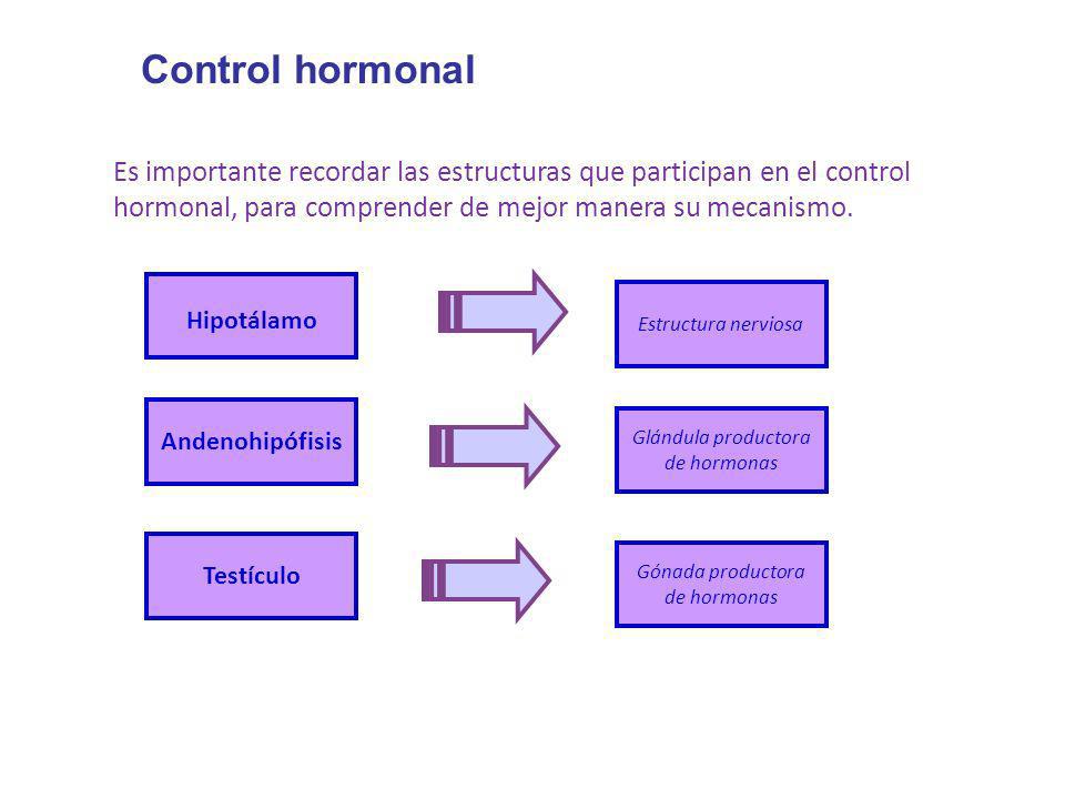 Control hormonal Es importante recordar las estructuras que participan en el control hormonal, para comprender de mejor manera su mecanismo.