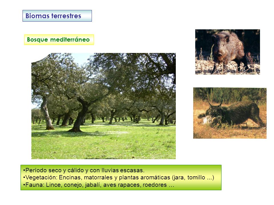 Biomas terrestres Bosque mediterráneo