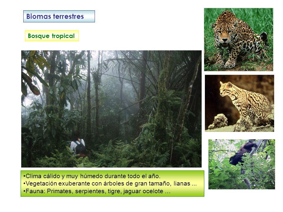 Biomas terrestres Bosque tropical
