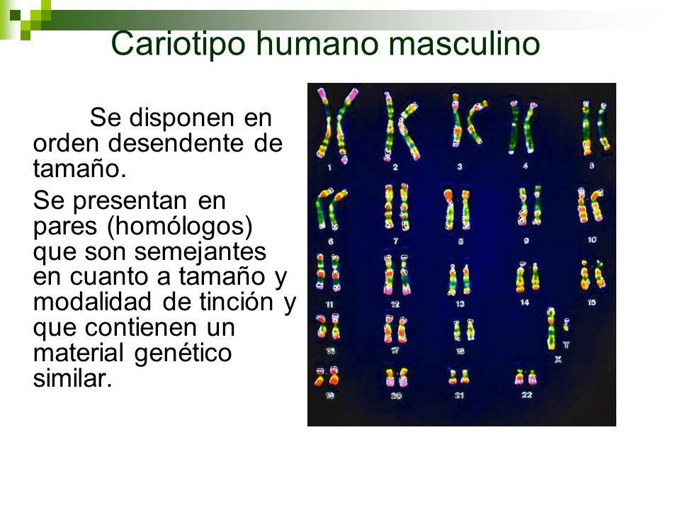 Cariotipo humano masculino