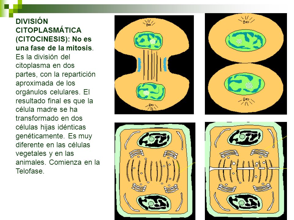 DIVISIÓN CITOPLASMÁTICA (CITOCINESIS): No es una fase de la mitosis