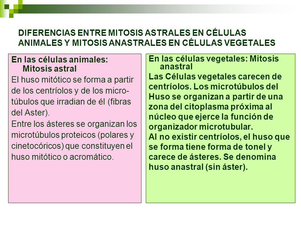 DIFERENCIAS ENTRE MITOSIS ASTRALES EN CÉLULAS ANIMALES Y MITOSIS ANASTRALES EN CÉLULAS VEGETALES