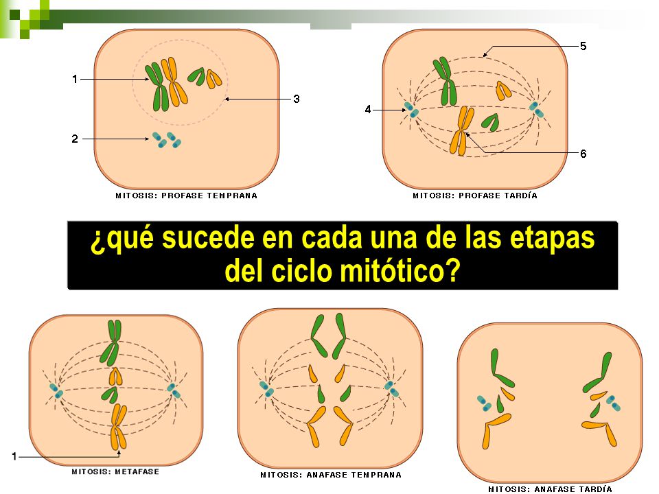 ¿qué sucede en cada una de las etapas del ciclo mitótico