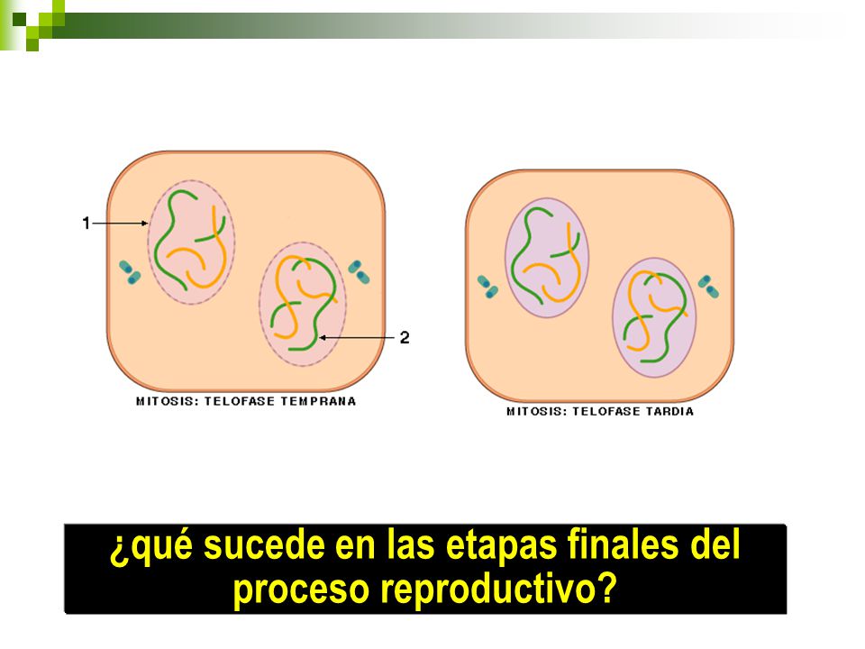 ¿qué sucede en las etapas finales del proceso reproductivo