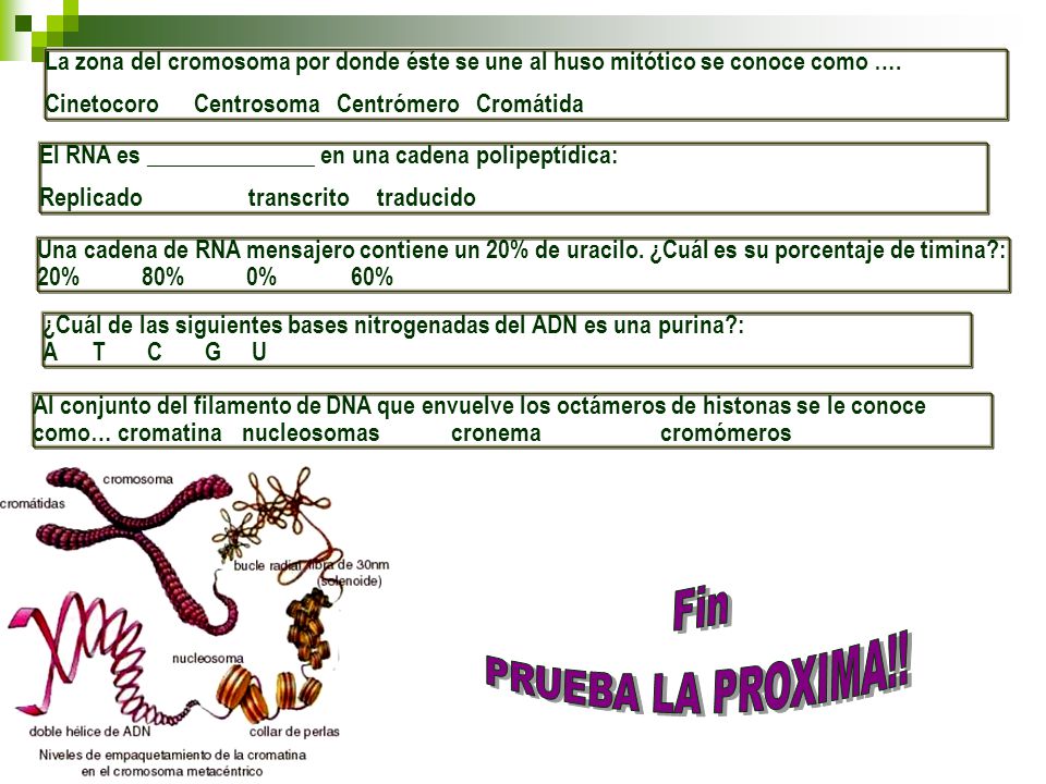 La zona del cromosoma por donde éste se une al huso mitótico se conoce como ….