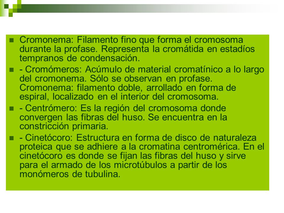 Cromonema: Filamento fino que forma el cromosoma durante la profase