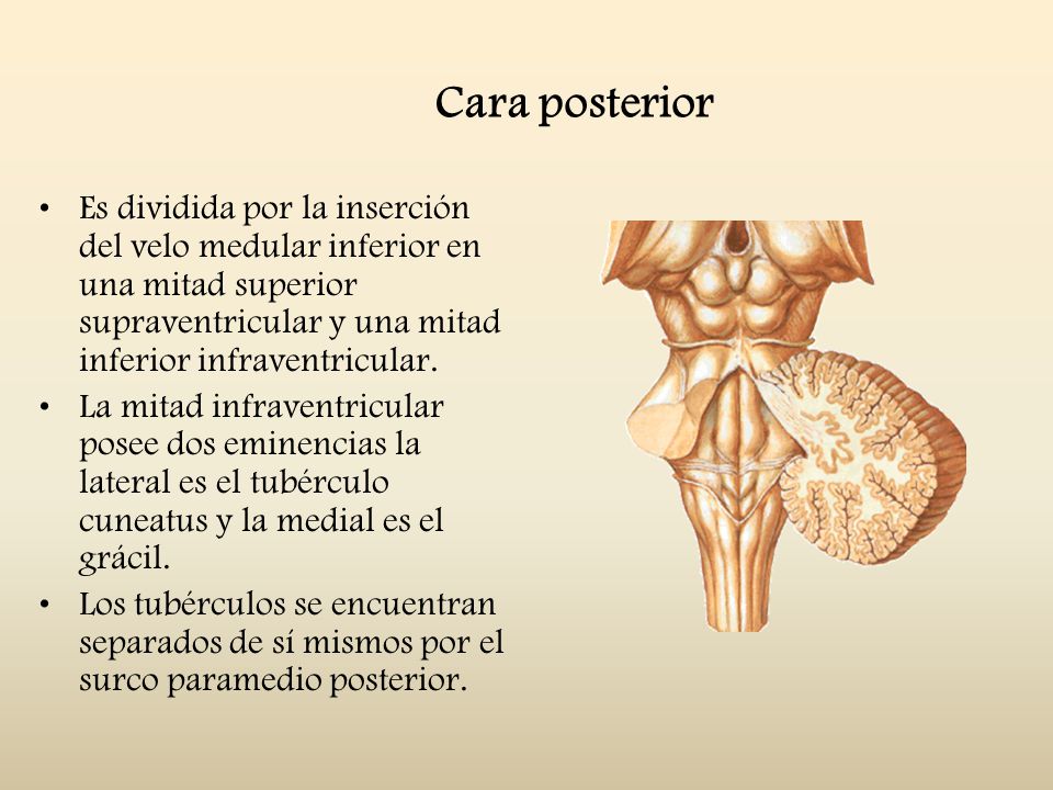 Cara posterior Es dividida por la inserción del velo medular inferior en una mitad superior supraventricular y una mitad inferior infraventricular.