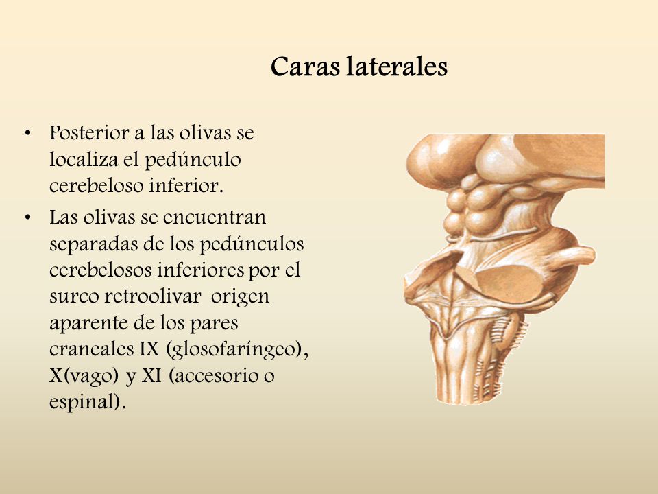 Caras laterales Posterior a las olivas se localiza el pedúnculo cerebeloso inferior.