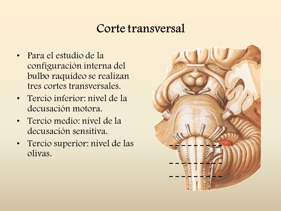 Corte transversal Para el estudio de la configuración interna del bulbo raquídeo se realizan tres cortes transversales.