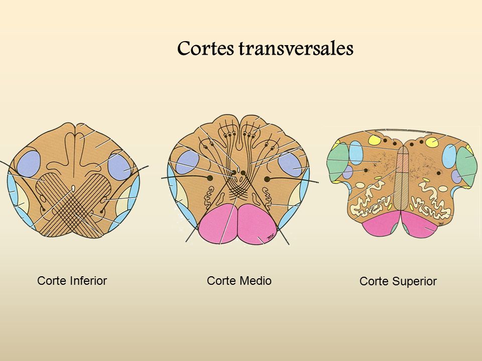Cortes transversales Corte Inferior Corte Medio Corte Superior