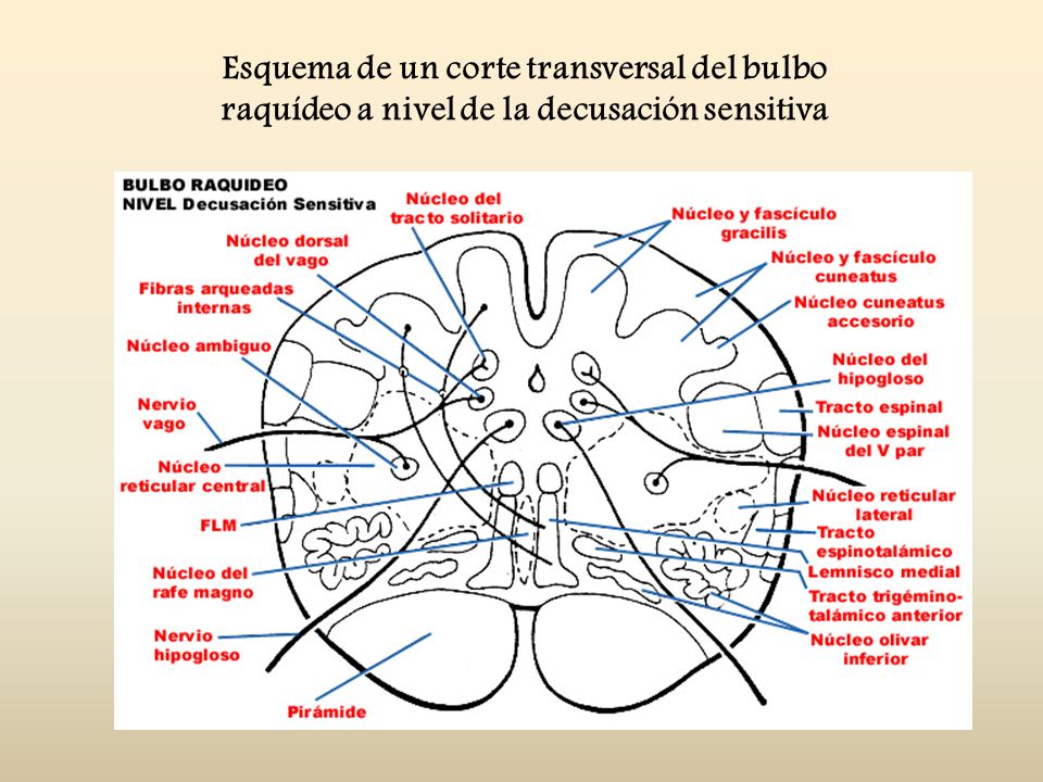 Esquema de un corte transversal del bulbo raquídeo a nivel de la decusación sensitiva