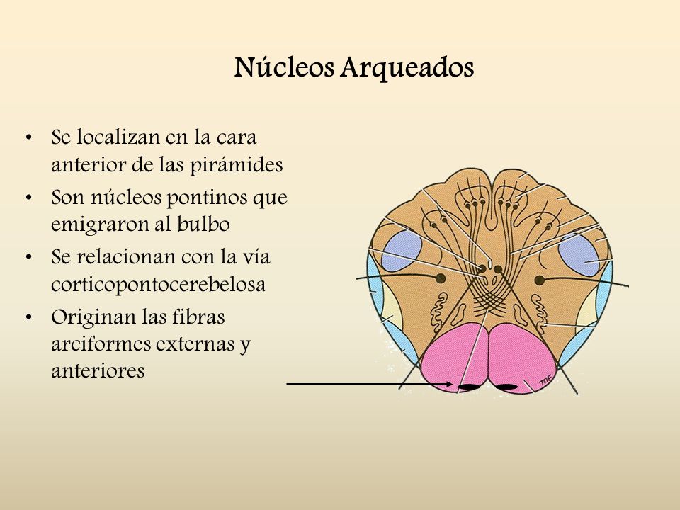 Núcleos Arqueados Se localizan en la cara anterior de las pirámides