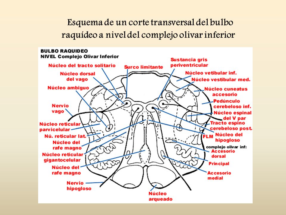 Esquema de un corte transversal del bulbo raquídeo a nivel del complejo olivar inferior
