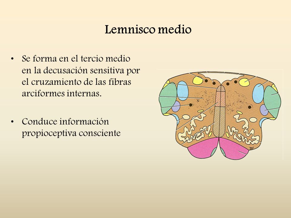 Lemnisco medio Se forma en el tercio medio en la decusación sensitiva por el cruzamiento de las fibras arciformes internas.