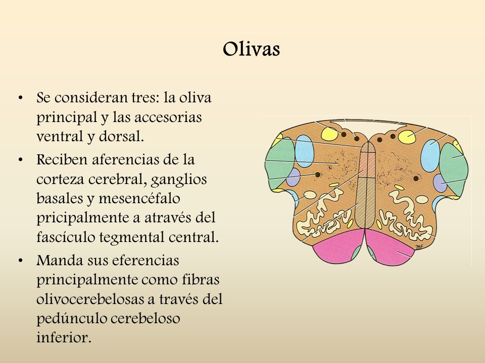 Olivas Se consideran tres: la oliva principal y las accesorias ventral y dorsal.