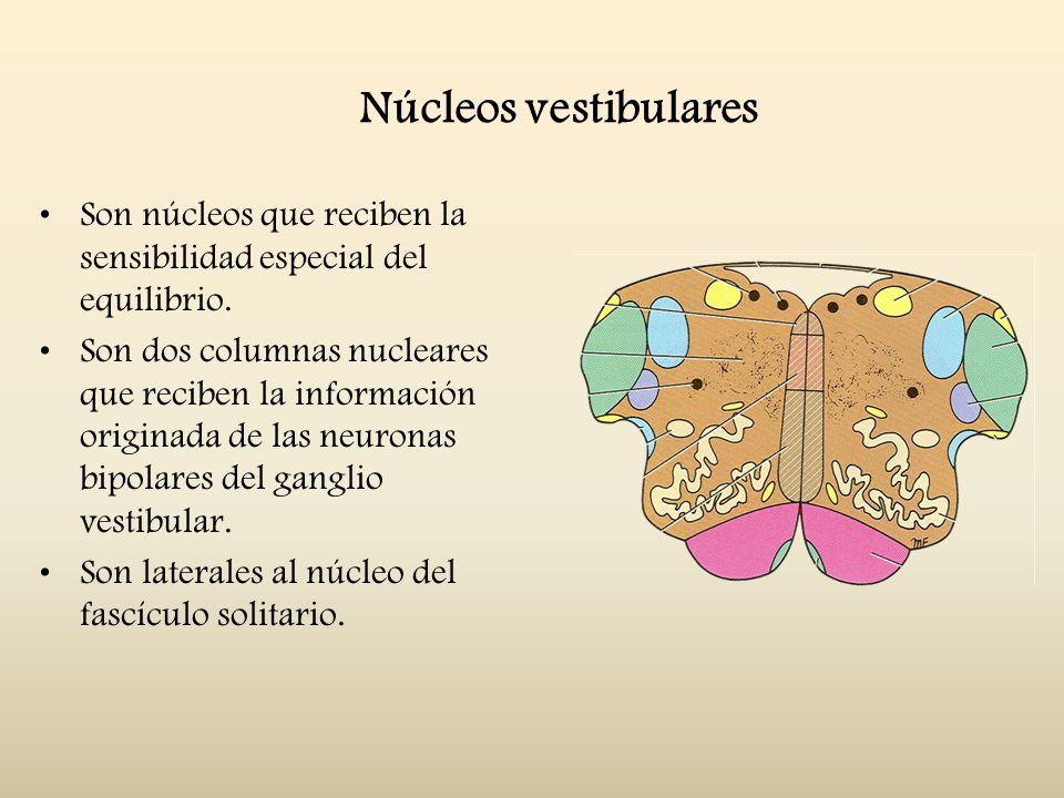 Núcleos vestibulares Son núcleos que reciben la sensibilidad especial del equilibrio.
