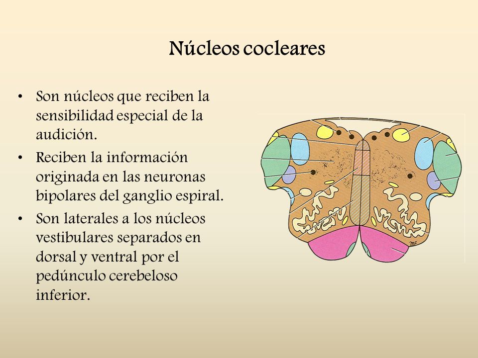 Núcleos cocleares Son núcleos que reciben la sensibilidad especial de la audición.