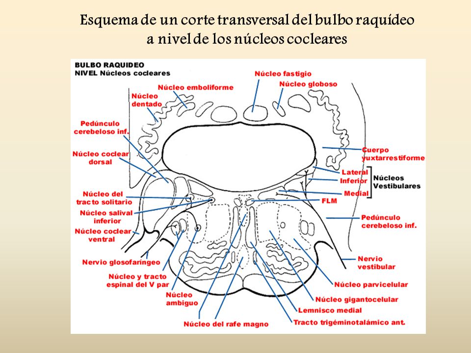 Esquema de un corte transversal del bulbo raquídeo a nivel de los núcleos cocleares