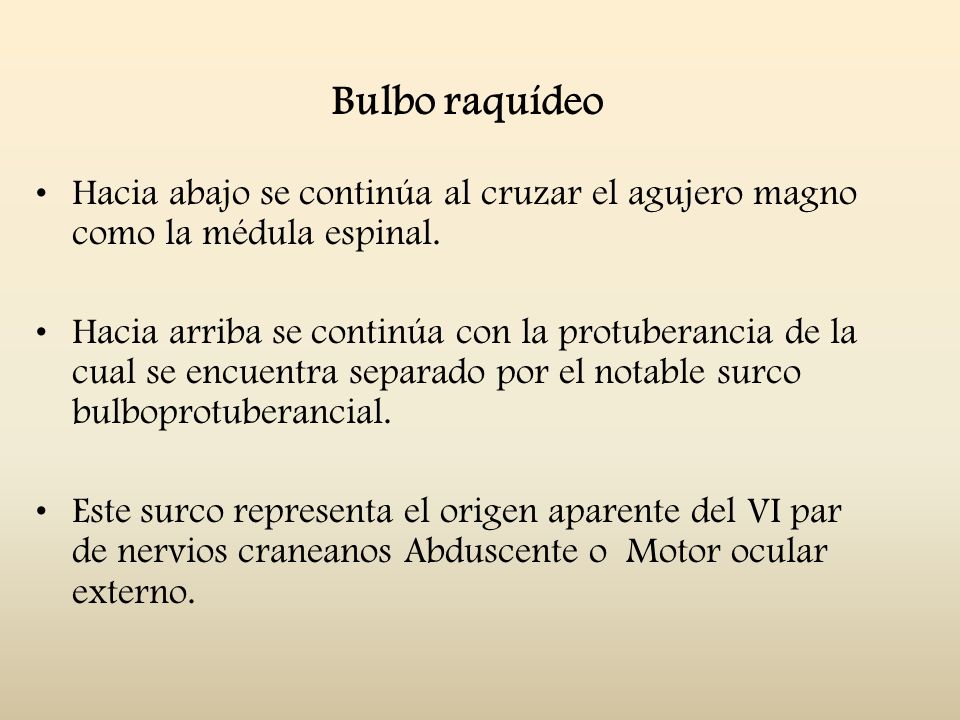 Bulbo raquídeo Hacia abajo se continúa al cruzar el agujero magno como la médula espinal.