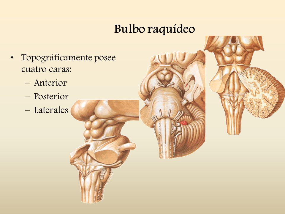 Bulbo raquídeo Topográficamente posee cuatro caras: Anterior Posterior