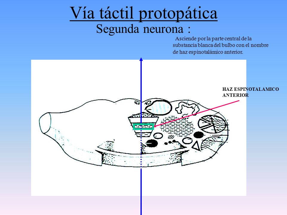 Vía táctil protopática