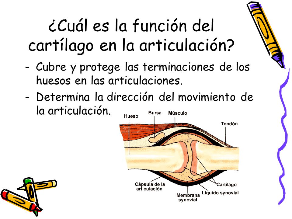 ¿Cuál es la función del cartílago en la articulación