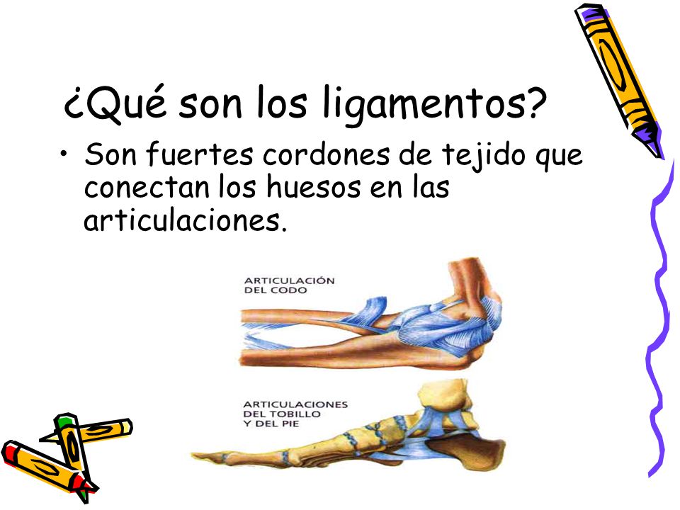 ¿Qué son los ligamentos