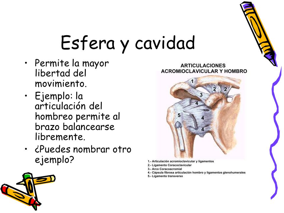 Esfera y cavidad Permite la mayor libertad del movimiento.