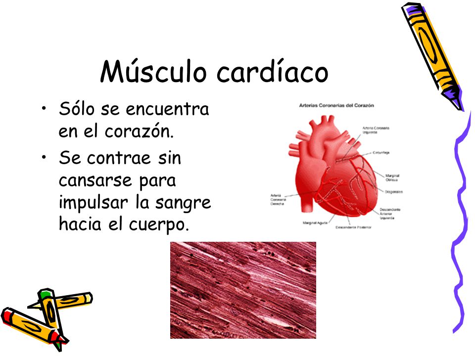 Músculo cardíaco Sólo se encuentra en el corazón.