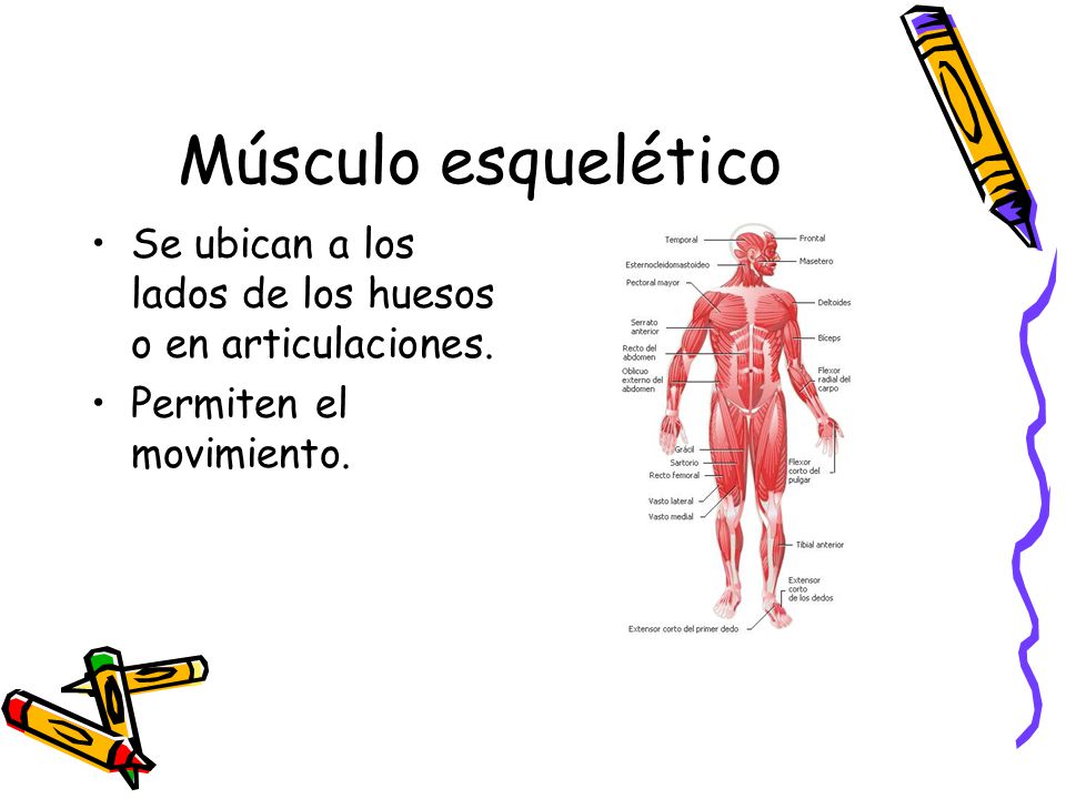 Músculo esquelético Se ubican a los lados de los huesos o en articulaciones.