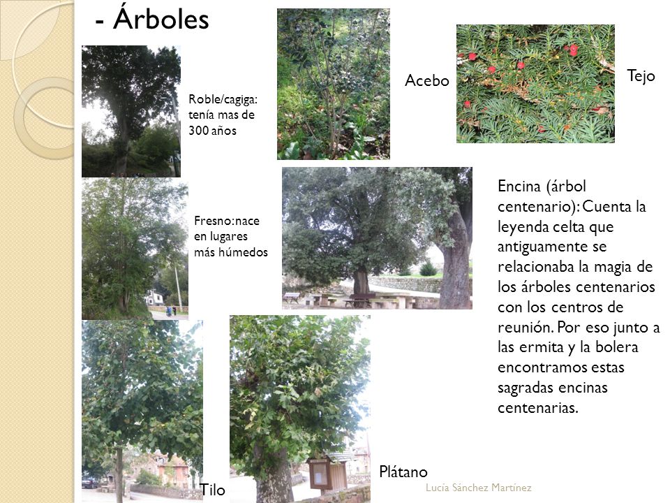 - Árboles Tejo. Acebo. Roble/cagiga: tenía mas de 300 años.