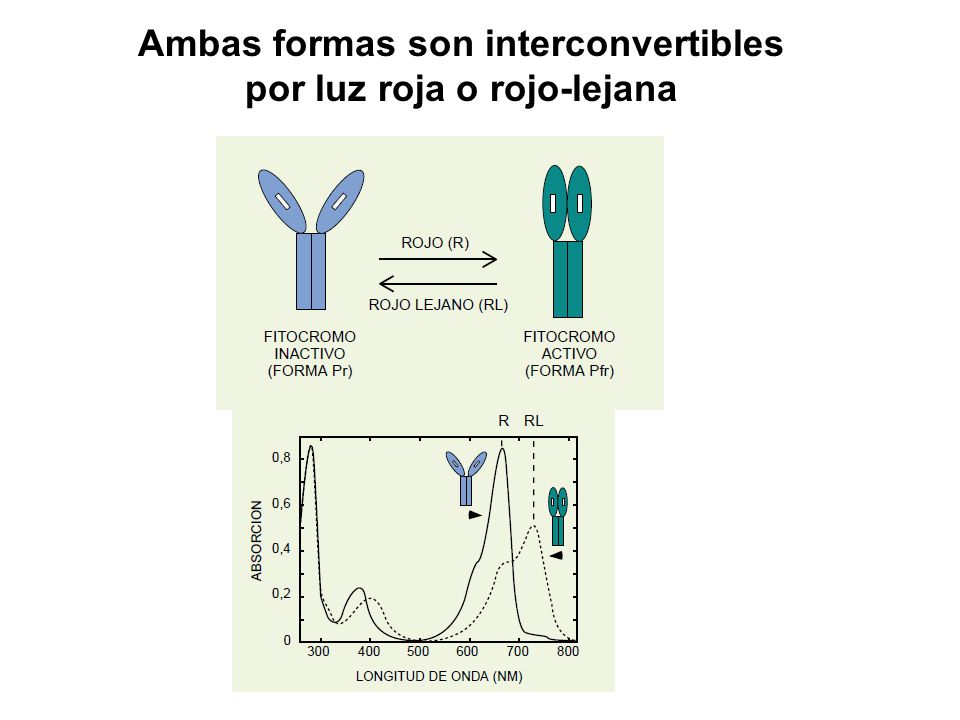 Ambas formas son interconvertibles por luz roja o rojo-lejana