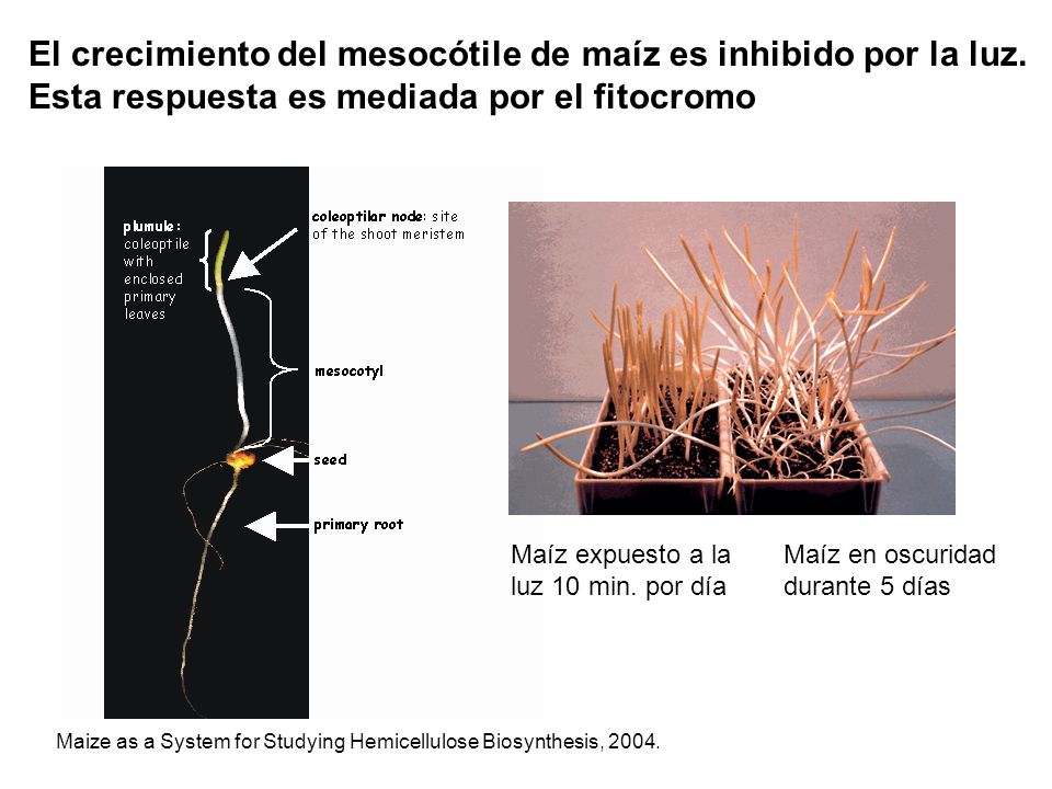 El crecimiento del mesocótile de maíz es inhibido por la luz.