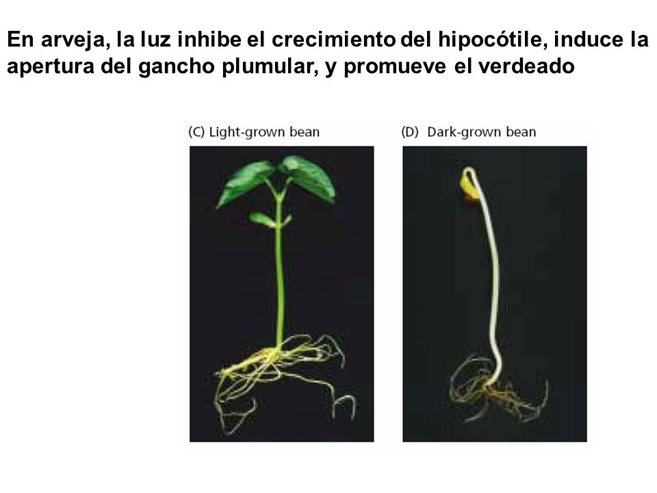 En arveja, la luz inhibe el crecimiento del hipocótile, induce la apertura del gancho plumular, y promueve el verdeado