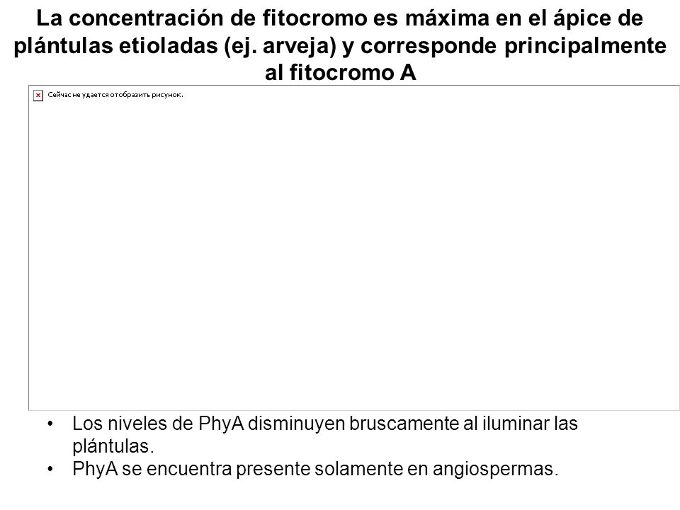 La concentración de fitocromo es máxima en el ápice de plántulas etioladas (ej. arveja) y corresponde principalmente al fitocromo A