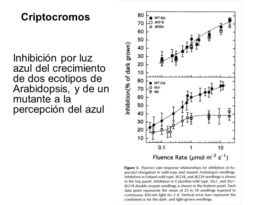 Criptocromos Inhibición por luz azul del crecimiento de dos ecotipos de Arabidopsis, y de un mutante a la percepción del azul.