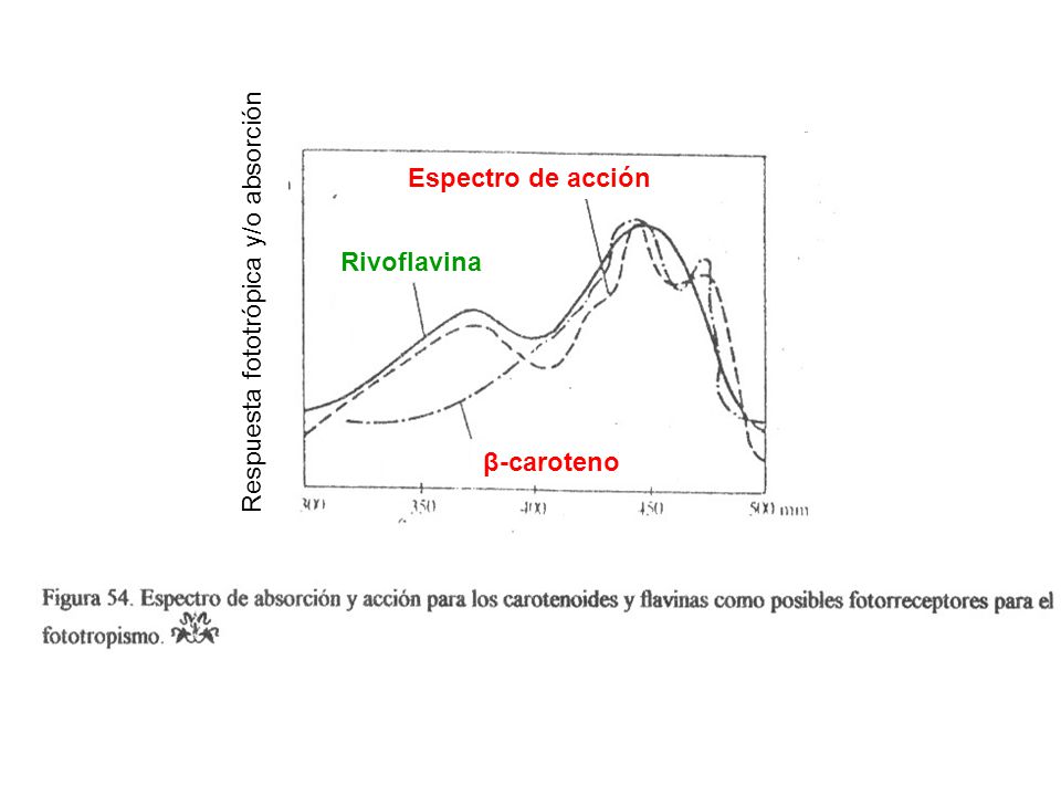 β-caroteno Rivoflavina Espectro de acción Respuesta fototrópica y/o absorción