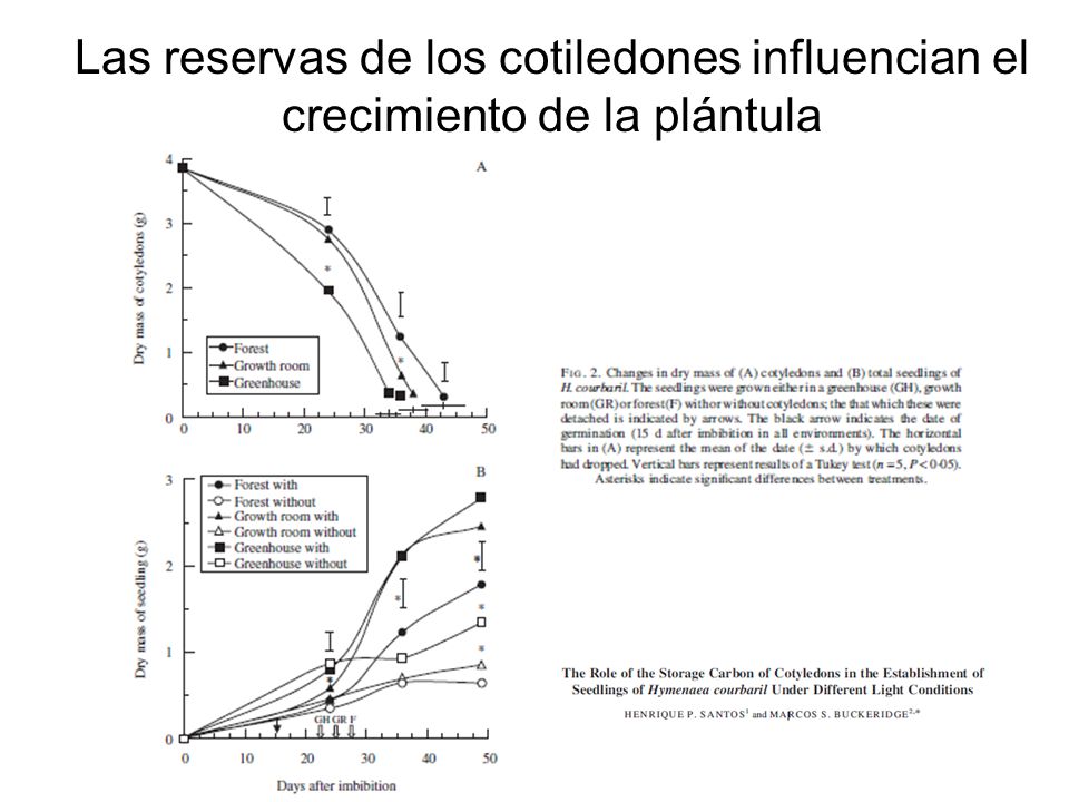 Las reservas de los cotiledones influencian el crecimiento de la plántula