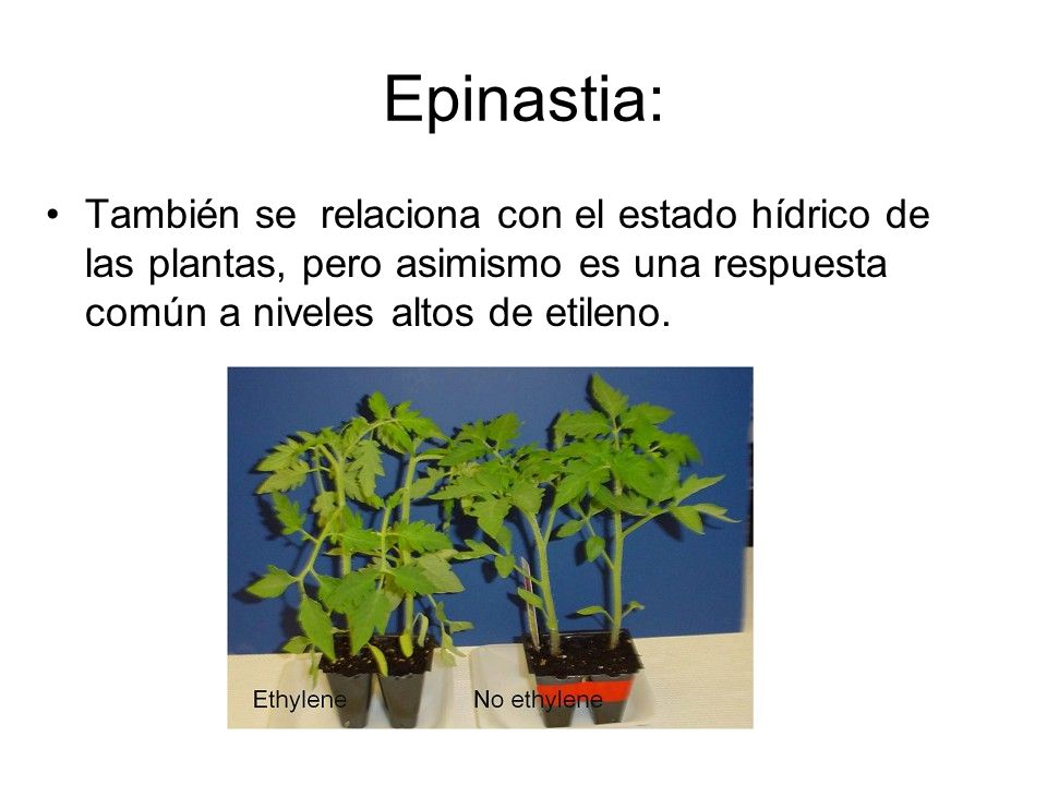Epinastia: También se relaciona con el estado hídrico de las plantas, pero asimismo es una respuesta común a niveles altos de etileno.
