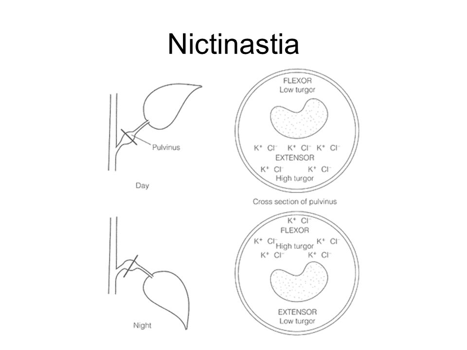 Nictinastia ที่มา: Lack, A.J. AND D.E. EVANS 2002 Plant Biology p.92.