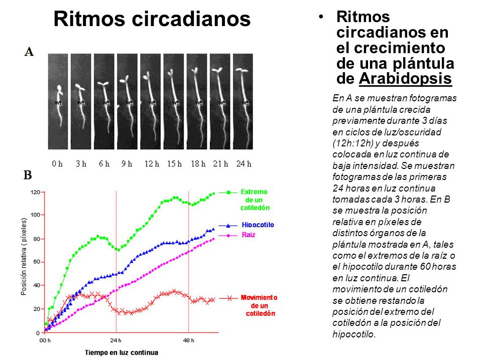 Ritmos circadianos Ritmos circadianos en el crecimiento de una plántula de Arabidopsis.