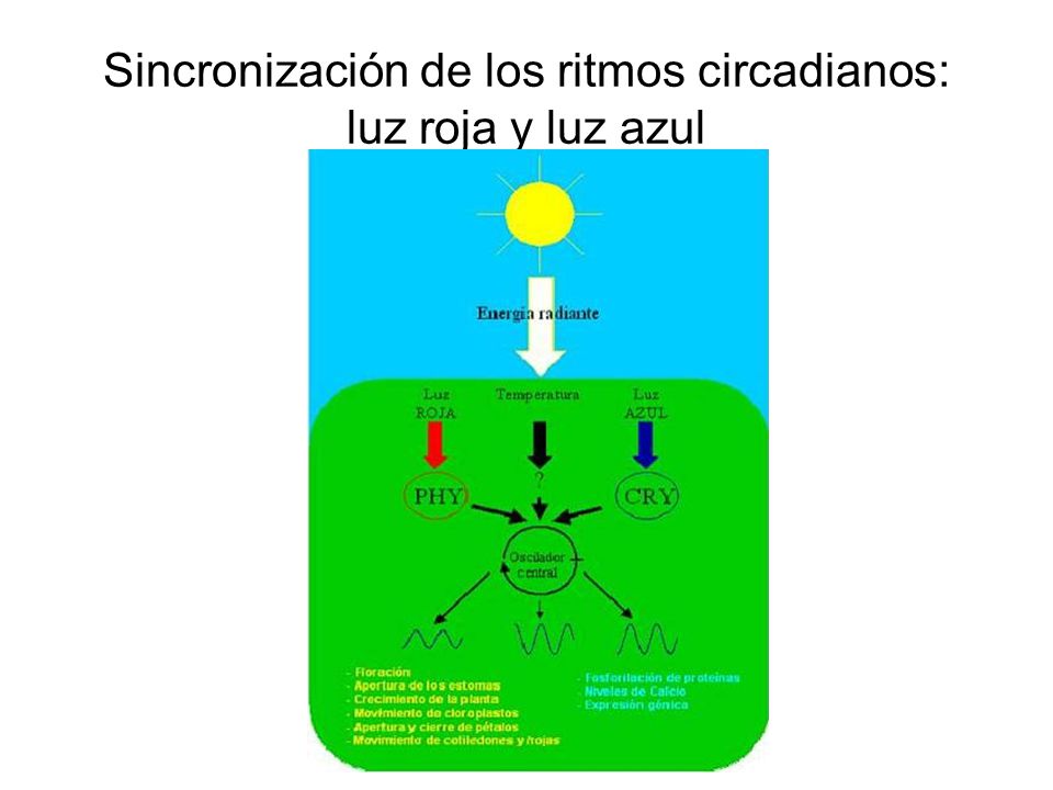 Sincronización de los ritmos circadianos: luz roja y luz azul