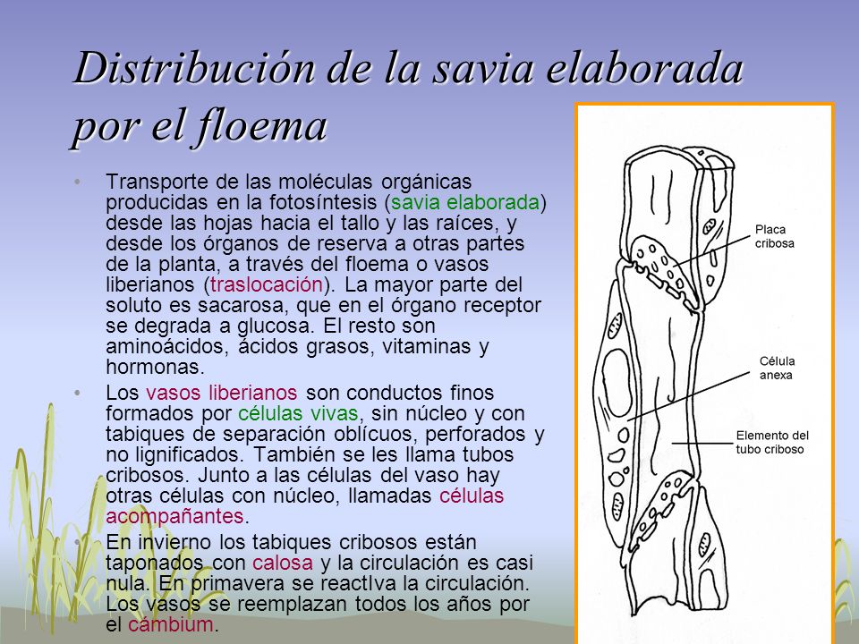 Distribución de la savia elaborada por el floema
