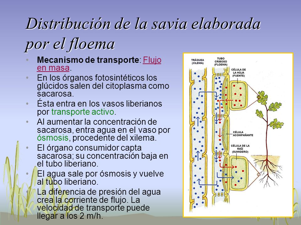 Distribución de la savia elaborada por el floema